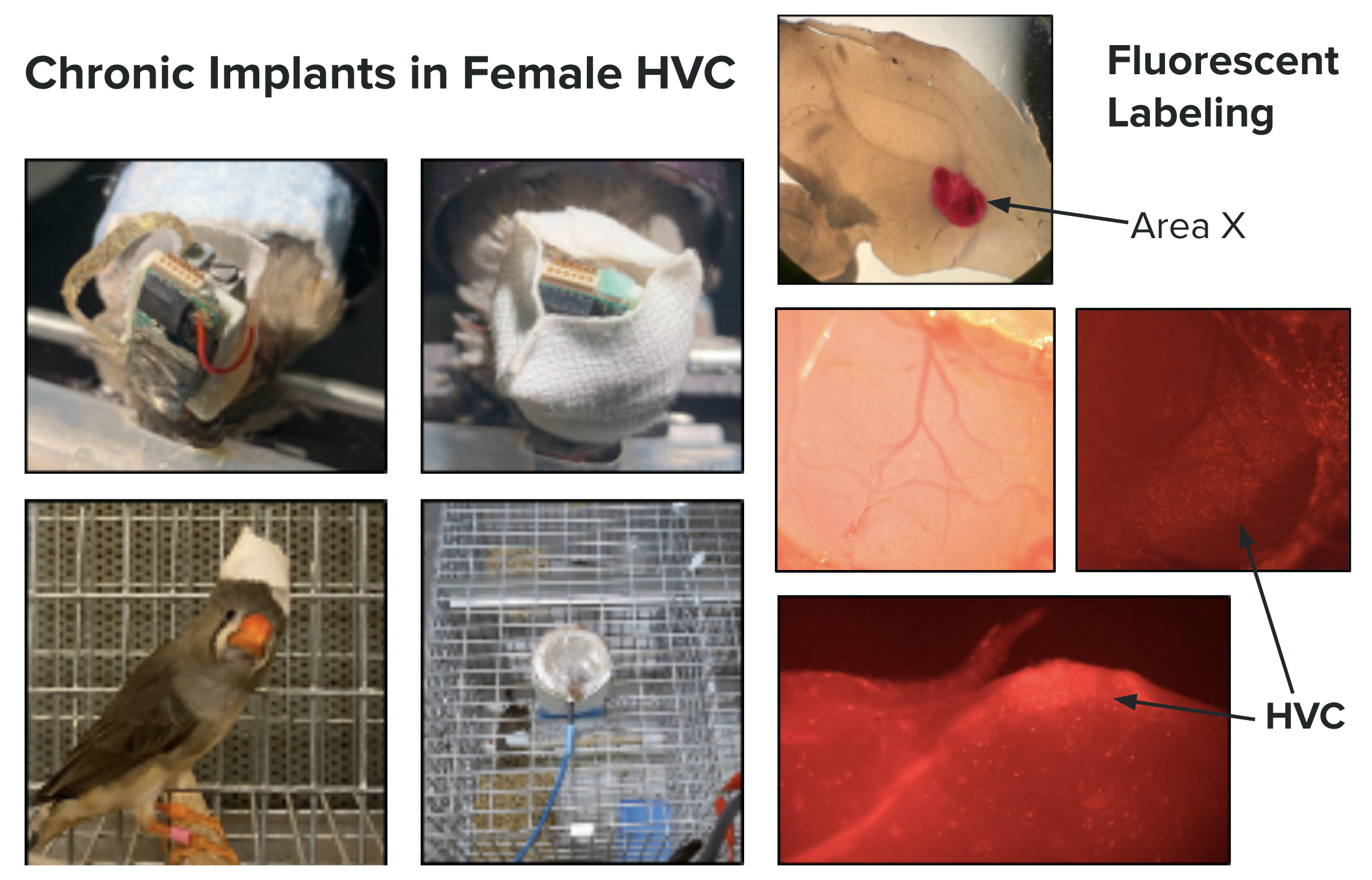 Chronic implants in female HVC and fluorescent labeling