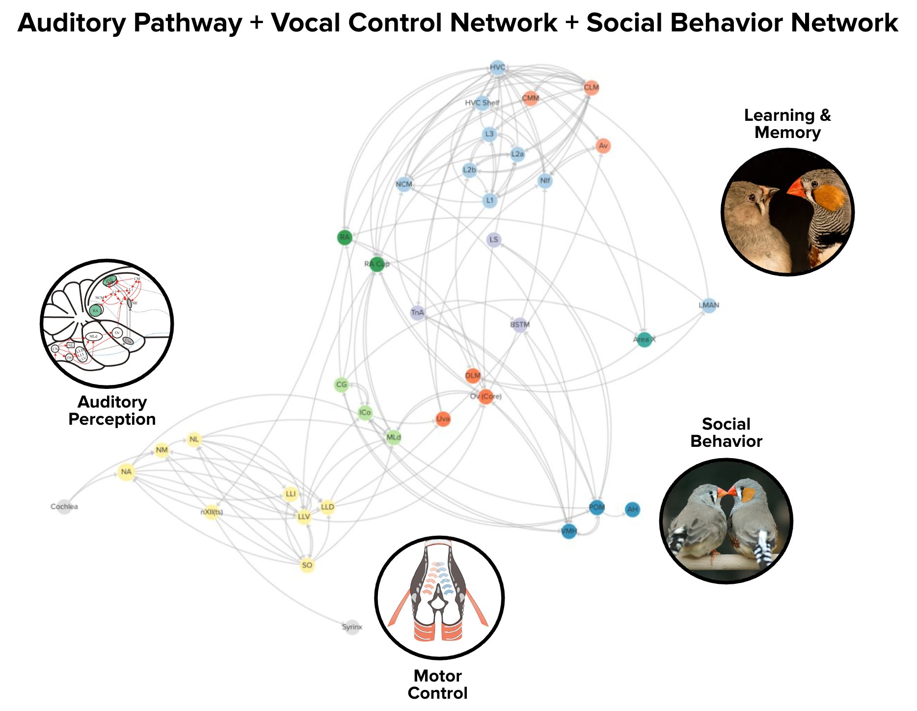 Auditory pathway and vocal control network diagram