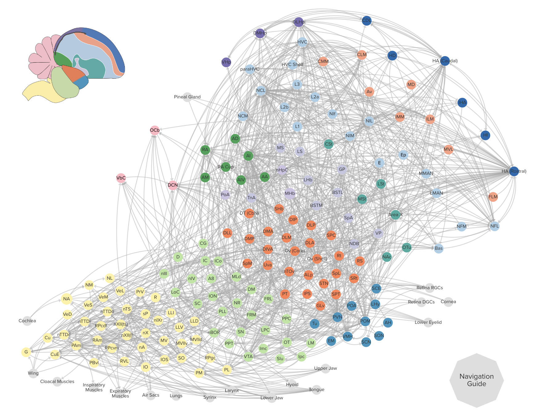 Songbird brain projectome network visualization